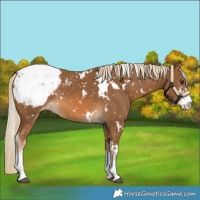 Horse Color:White Spotted Chocolate Palomino Sabino Snowcap 