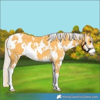 Horse Color:White Spotted Palomino Sabino Snowflake Varnish 