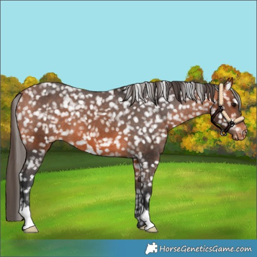 Horse Color:Bay Snowflake Varnish