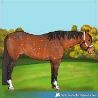 Horse Color:Bay Snowflake Varnish