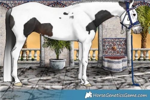 Horse Color:Gray Bay Splash Tobiano