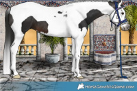Horse Color:Gray Bay Splash Tobiano