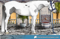 Horse Color:Gray Bay Splash Tobiano 