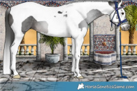 Horse Color:Gray Bay Splash Tobiano 
