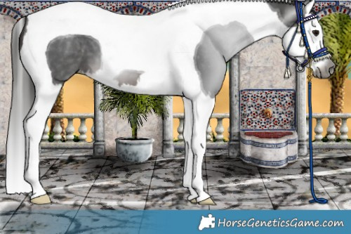 Horse Color:Gray Brown Splash Tobiano Appaloosa 