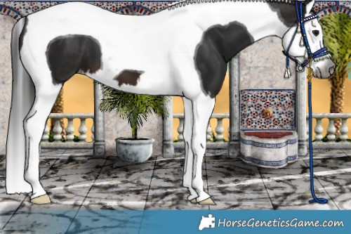 Horse Color:Gray Brown Splash Tobiano Appaloosa