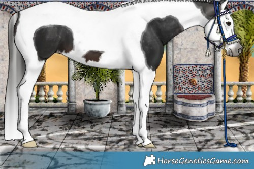 Horse Color:Gray Brown Splash Tobiano Appaloosa