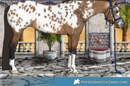 Horse Color:Gray Bay Dun Appaloosa