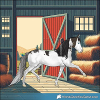 Horse Color:White Spotted Buckskin Splash