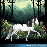 Horse Color:White Spotted Buckskin Splash 
