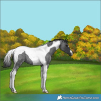Horse Color:Blue Roan Tobiano 