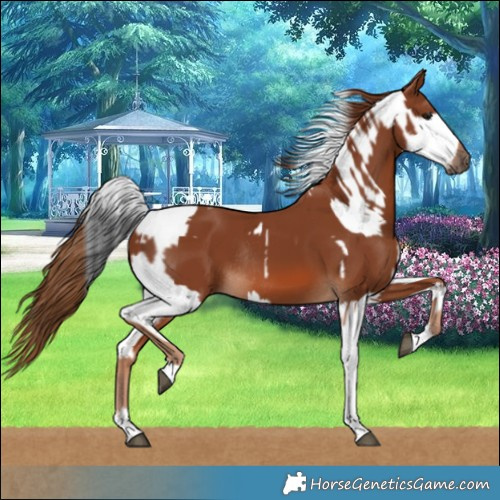 Horse Color:White Spotted Black Tobiano Rabicano  and Chestnut Tobiano Rabicano 