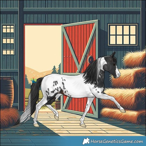 Horse Color:Brown Tobiano Appaloosa 