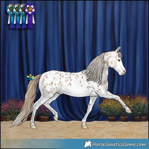 Horse Color:Buckskin Dun Splash Appaloosa Brindle 