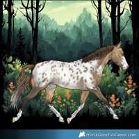 Horse Color:Buckskin Dun Appaloosa Brindle 