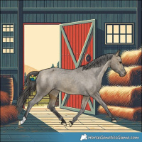 Horse Color:Buckskin Dun Appaloosa 