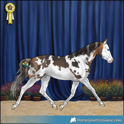 Horse Color:White Spotted Buckskin Splash 