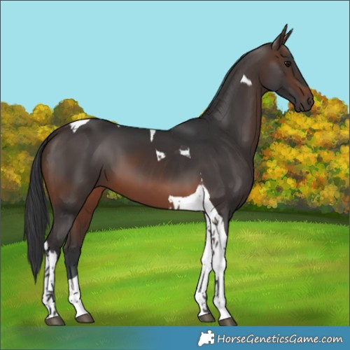 Horse Color:Brown Tobiano 