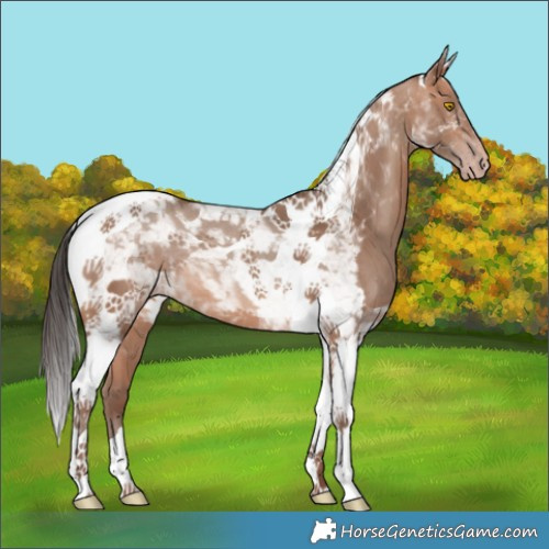 Horse Color:Sable Champagne Tobiano 