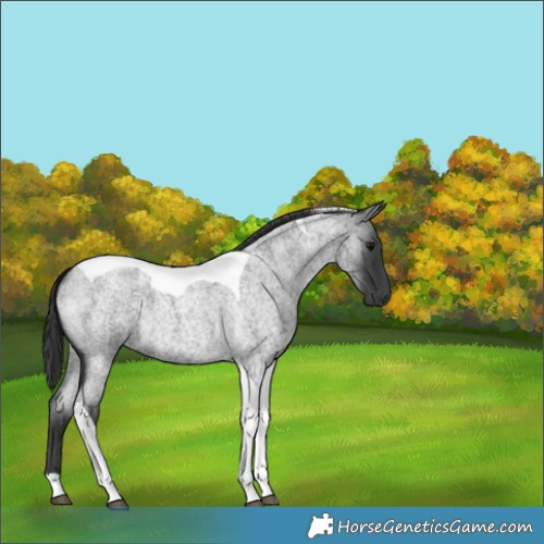 Horse Color:Blue Roan Tobiano