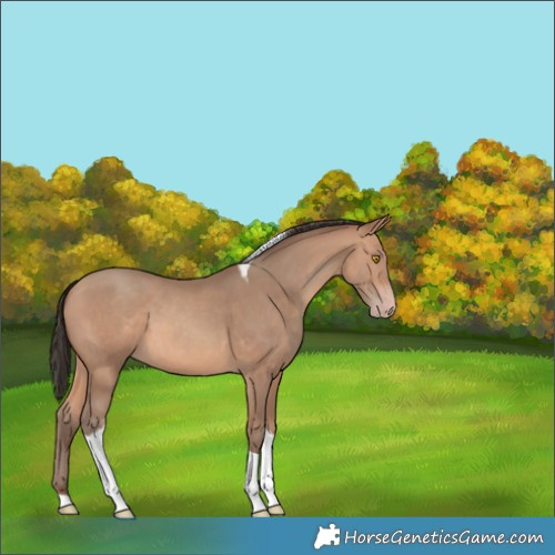 Horse Color:Amber Champagne Tobiano