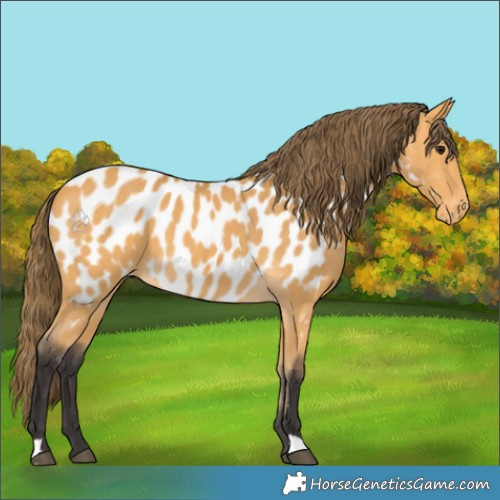 Horse Color:Buckskin Near Leopard 