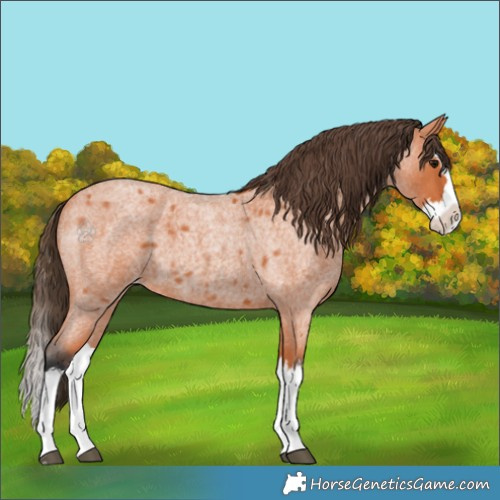 Horse Color:Bay Roan Splash Varnish