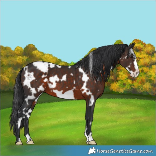 Horse Color:White Spotted Brown Frame