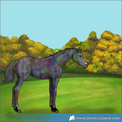 Horse Color:Nacre Black 