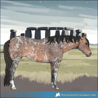 Horse Color:Bay Ice Rabicano 