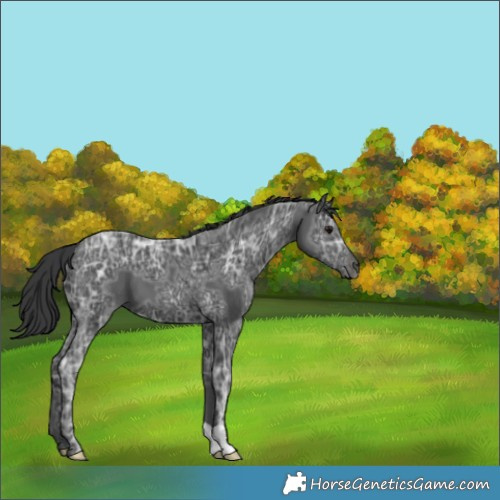 Horse Color:Black Ice 