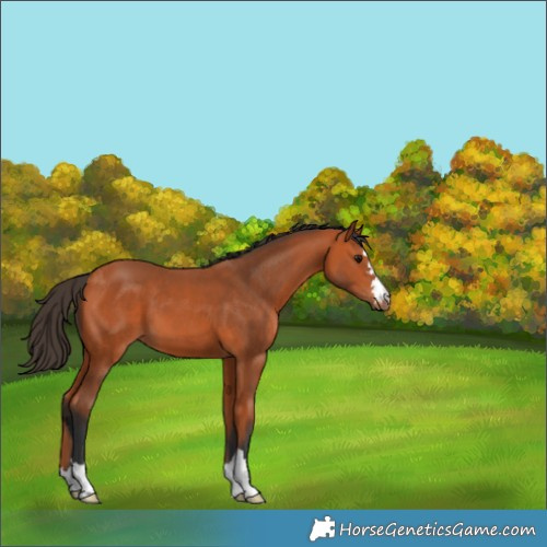 Horse Color:Bay 