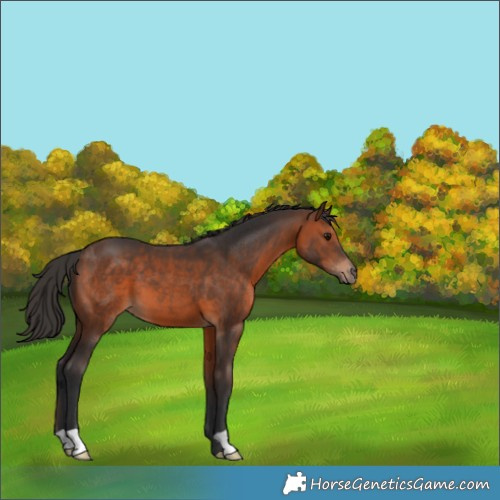 Horse Color:Brown 