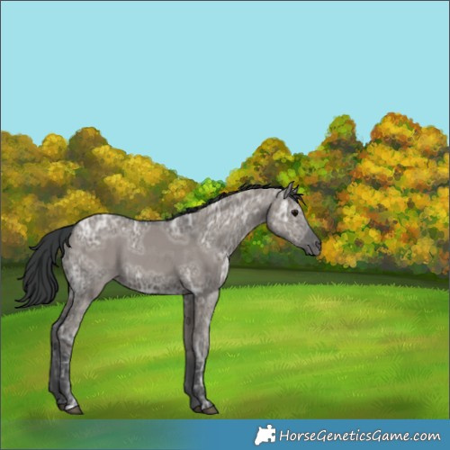 Horse Color:Grullo Ice 