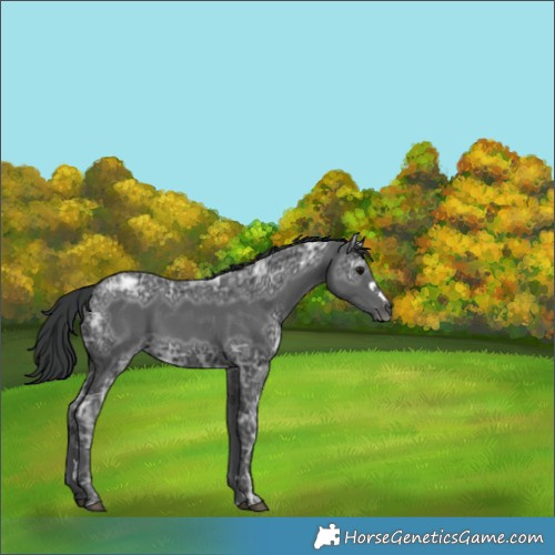 Horse Color:Black Ice 