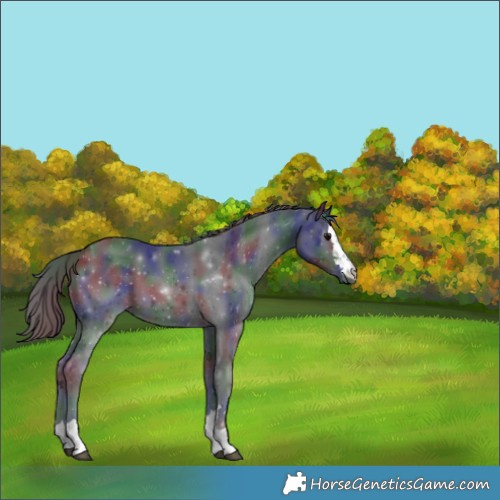 Horse Color:Nacre Black 