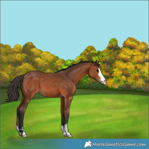 Horse Color:Bay 