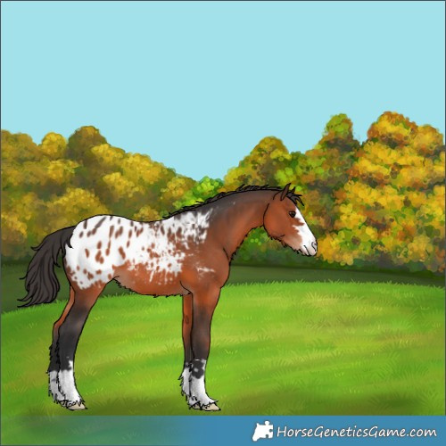 Horse Color:Brown Appaloosa 