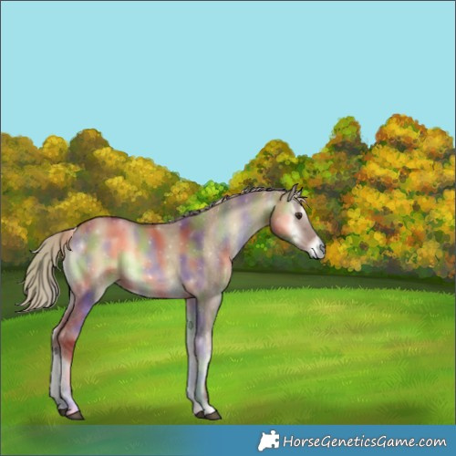 Horse Color:Nacre Red Dun Onyx 