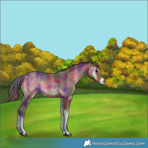 Horse Color:Nacre Bay Onyx 