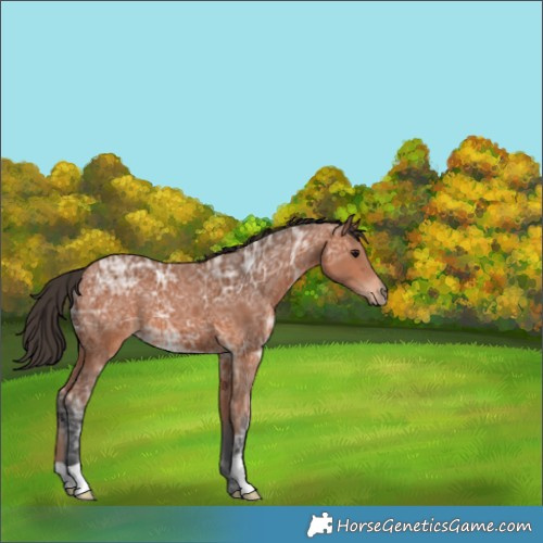Horse Color:Bay Ice 