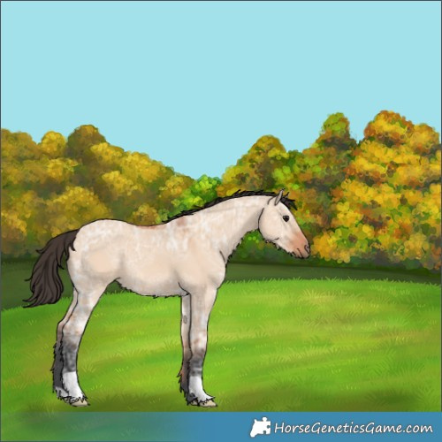 Horse Color:Bay Ice Dun 