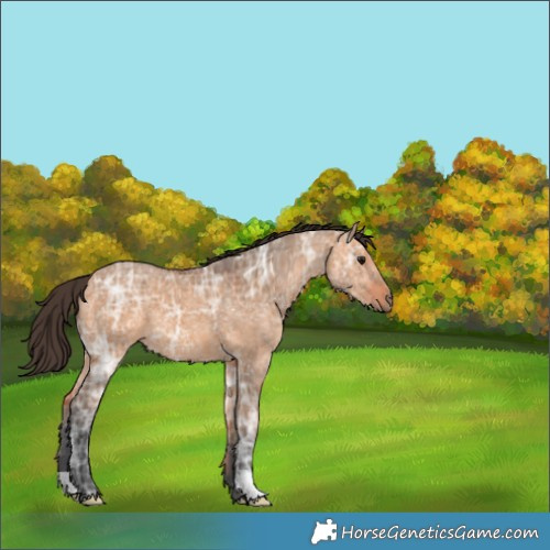 Horse Color:Bay Ice Dun 