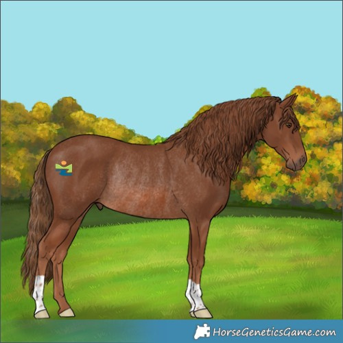 Horse Color:Chestnut Rabicano