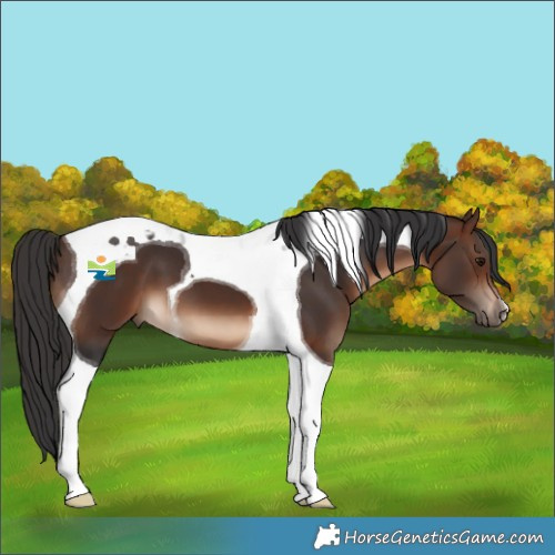 Horse Color:Brown Tobiano 