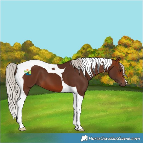Horse Color:Silver Brown Tobiano