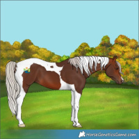 Horse Color:Silver Brown Tobiano 