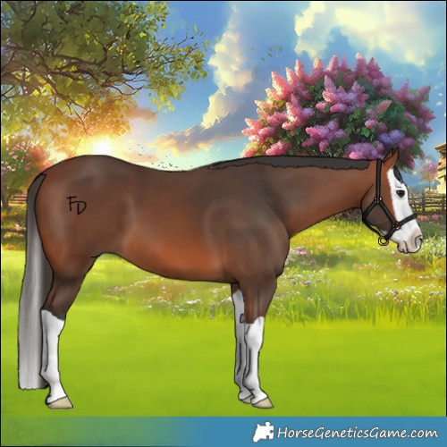 Horse Color:Bay Splash 