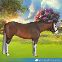 Horse Color:Bay Splash 