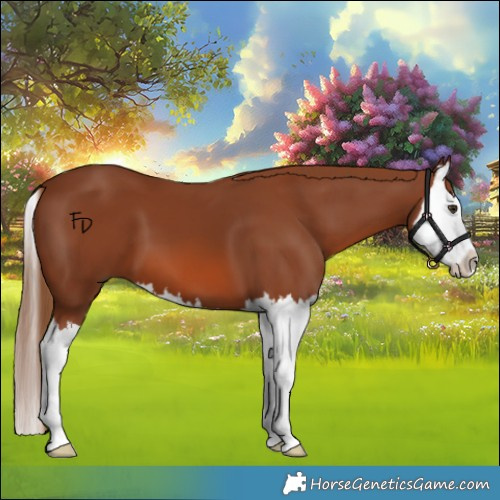 Horse Color:Chestnut Splash 